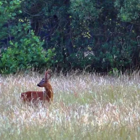 Rust En In Ons Vrijstaande Fins Epe