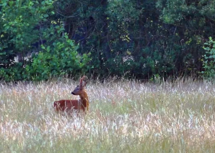 Rust En In Ons Vrijstaande Fins Epe