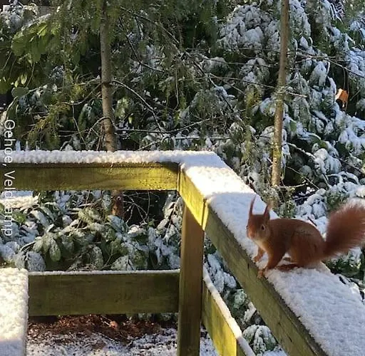 Σπίτι διακοπών Rust En In Ons Vrijstaande Fins Epe